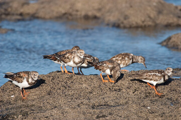 Flock of Ruddy Turnstone, Arenaria interpres, on the shore