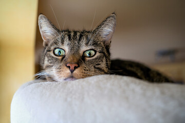 Curious tabby cat resting indoors with green eyes