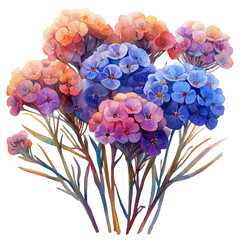 Achillea Flower, charming vector painting in watercolor with whimsical textures, isolated on a white background. © nuvex