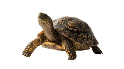 Smiling cartoon girl in winter clothes holding hot cup on transparent background