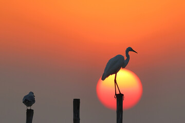 Eastern great egret perched and flying on a wooden pole during sunset.