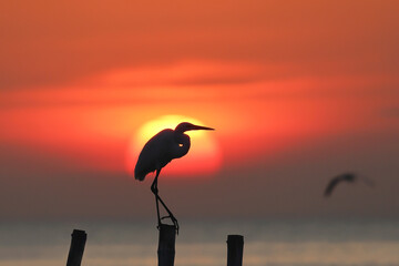 Eastern great egret perched and flying on a wooden pole during sunset.