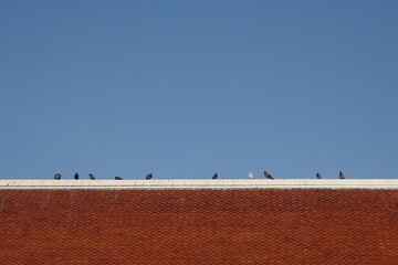 A group of birds perched in a line along the ridge of a brown tiled roof.