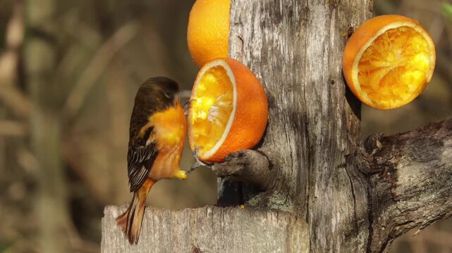 Baltimore oriole eating fresh orange fruit from a wooden bird feeder in nature
