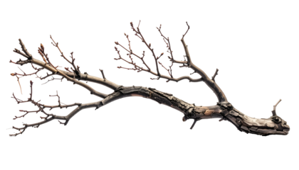 A stark, elongated branch with multiple offshoots and bare, twiggy tips against black