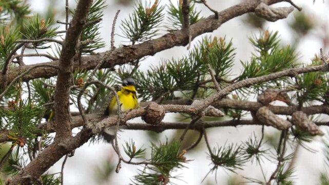 Magnolia warbler bird foraging for food on pine tree branches in the forest