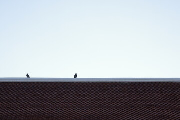 Two birds perched on the edge of a brown tiled roof against a clear sky.