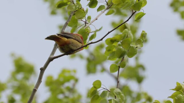 Scarlet tanager bird perched on tree branch in the wind during springtime
