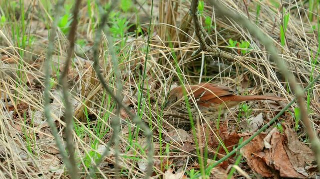 Brown thrasher bird foraging for food among dry leaves on the forest floor