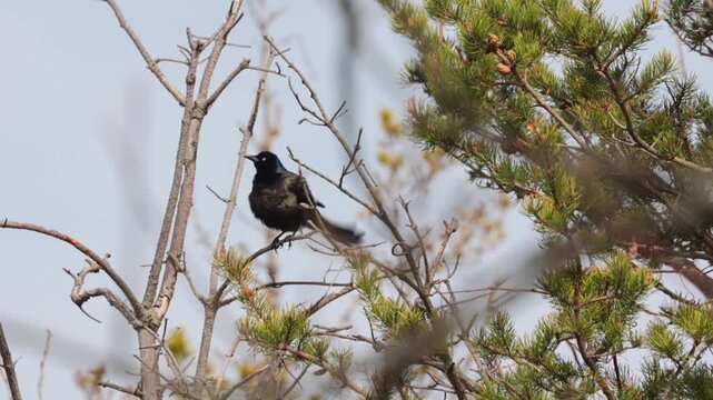Common grackle bird stretching wings and preening feathers on a tree branch