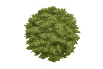 Green tree top view for architectural plan and landscape design element, transparent background showing foliage
