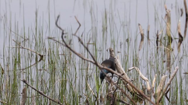 Common grackle bird jumping from branch to marshy grass near the water edge