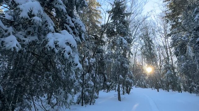 winter forest in the snow at sunset