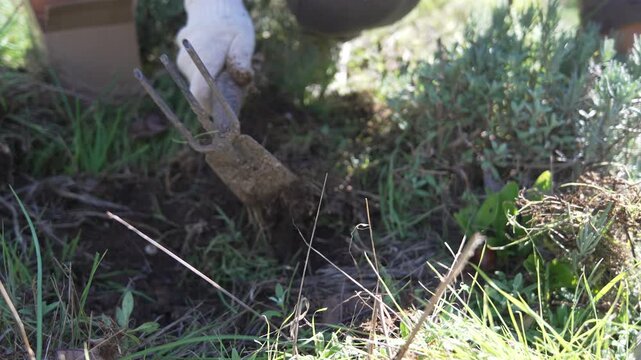 Gardening, digging, cultivator hand uses small tool to aerate soil and remove roots next to green plants.