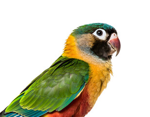 Fototapeta premium Parakeet Bird Looking Sideways Isolated for Exotic Pet, Wildlife, and Colorful Avian Photography