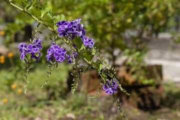 Duranta Erecta Purple Flowers Blooming in the Garden
