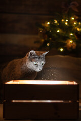 Russian Blue cat looking into glowing gift box with Christmas tree lights