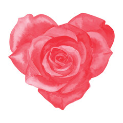 Red Heart Shaped Rose in Watercolor Style on vector illutrastion transparent background White Background pink