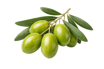 Fresh Green Olives on Branch with Leaves Isolated