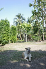 A white and brown dog resting on the ground in a lush green garden.