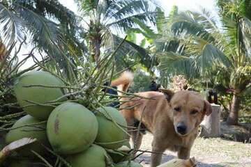 Coconuts in the foreground with a brown dog in a garden.