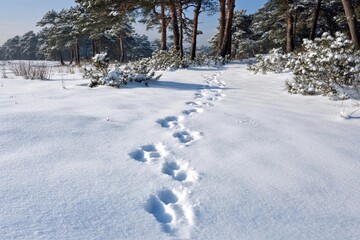 Winter woods path with animal footprints