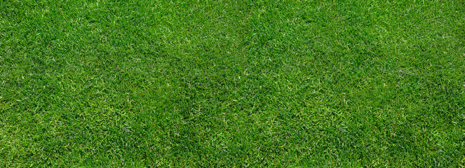 Lush green lawn texture providing natural background
