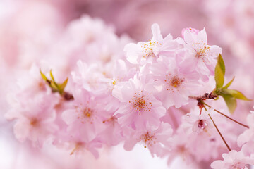 Fototapeta premium 春色に染まる