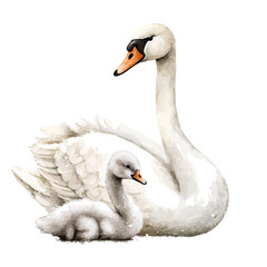 Obraz premium Mother Swan With Her Kid, vibrant watercolor vector illustration with flowing and detailed brush strokes, isolated on a white background.