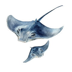 Fototapeta premium watercolor of Mother Stingray With Her Kid graphic, isolated on a white background.