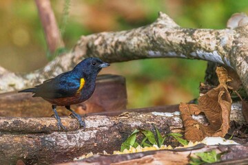 A small, colorful bird is searching for food.