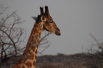 Close up portrait of a giraffe head with a clear blue sky background in a sunny safari environment