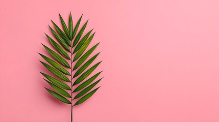 Single Palm Leaf on Pink Background with Minimal Copy Space