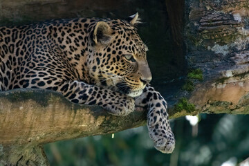 Obraz premium close up photo of a Javan leopard