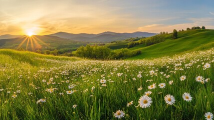 Beautiful spring landscape with blooming daisies in the hilly countryside during sunrise
