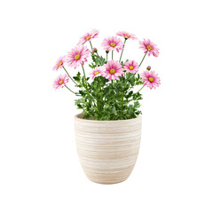 Obraz premium Pink Daisies In Decorative Pot. Indoor Plant Decor And Aesthetic Appeal. Isolated On Transparent Background