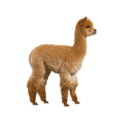 Obraz premium Brown Alpaca Standing. Livestock And Wool Production. Isolated On Transparent Background