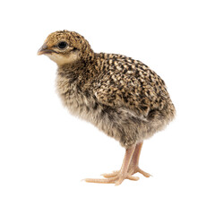 Young Pheasant Chick. Wildlife And Avian Development. Isolated On Transparent Background