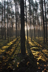 Obraz premium Sunlight filters through tall trees in a peaceful forest during late afternoon
