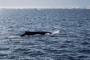Fototapeta premium Humpback Whale Back Breaking the Surface in Disko Bay