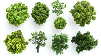 Collection of green trees seen from a top view for use in planning outdoor spaces and landscape designs across various settings and projects