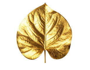 Close-up of a gold-leaf plant, veins visible, isolated on a stark black background