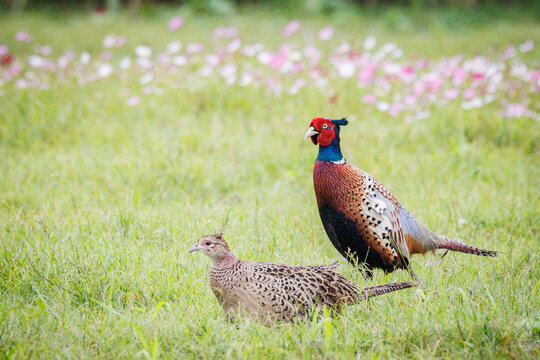 A pair of Ring-necked Pheasants (Phasianus colchicus) foraging among blooming cosmos flowers, showcasing sexual dimorphism in wildlife photography.