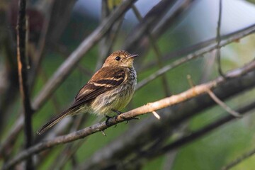 A small flycatcher is sitting on a tree branch, searching for food