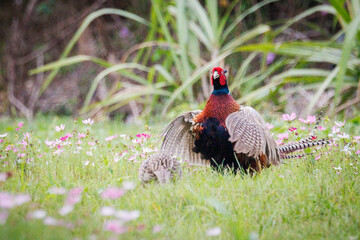 Fototapeta premium Male Ring-necked Pheasant (Phasianus colchicus) flapping wings and crowing on green grass, dynamic wildlife photography.