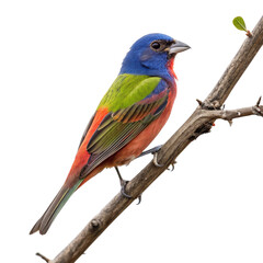 Obraz premium Painted Bunting Bird with Bright Feathers and Clean Background