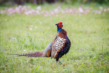 Male Ring-necked Pheasant (Phasianus colchicus) flapping wings and crowing on green grass, dynamic wildlife photography.