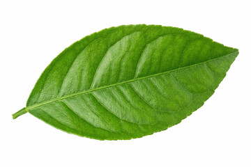 Single Fresh Green Citrus Leaf Isolated on White Background