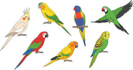 Fototapeta premium Colorful parrot bird characters set with different species standing and flying poses cartoon vector illustration
