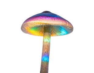 A luminescent mushroom glows with iridescent colors against a stark black background